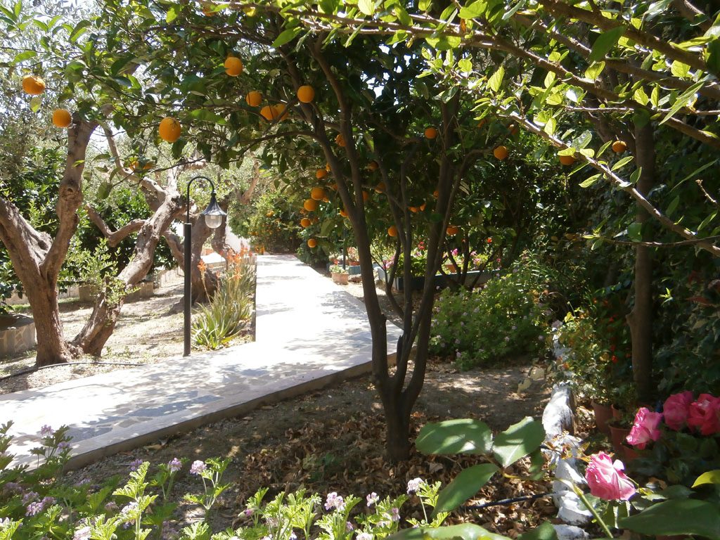 Walkway through garden