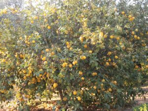 Lemon tree on the property